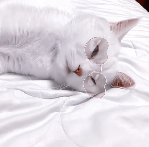 small to medium-sized cats bed cat