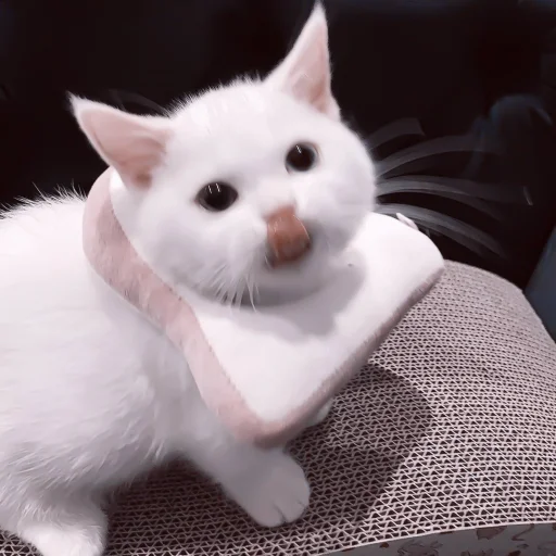 mammal animal domestic cat