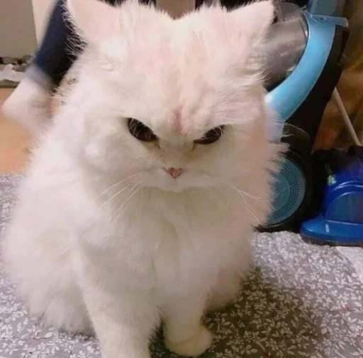 млекопитающее животное кошки малого и среднего размера