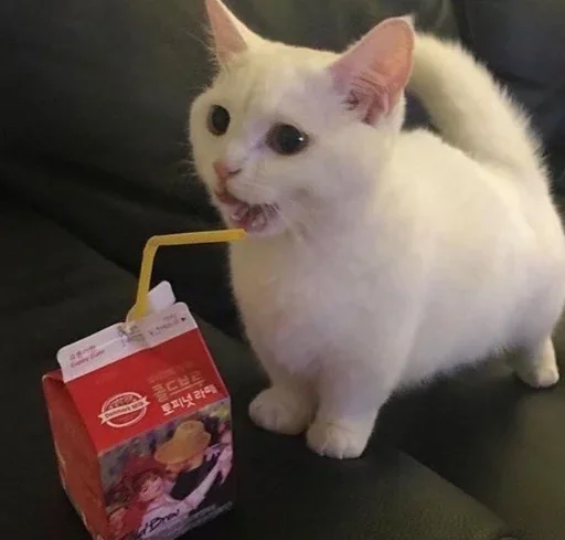 кошки малого и среднего размера комнатный кошка