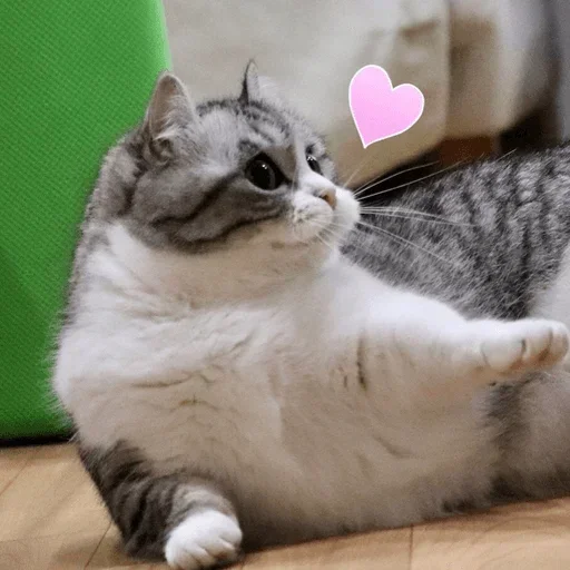 кошки малого и среднего размера кошка животное