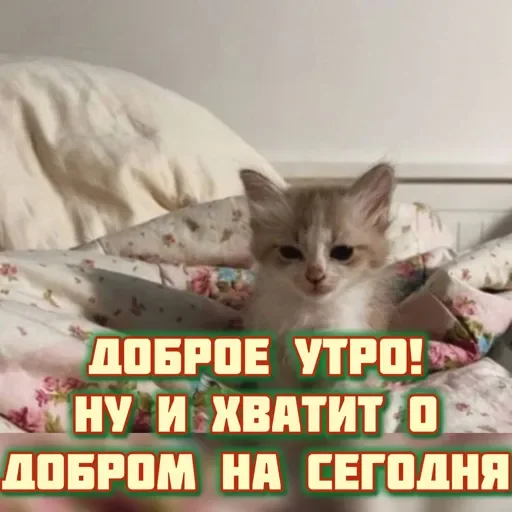 Sticker kittensandquotes2_by_TgEmojiBot - 1