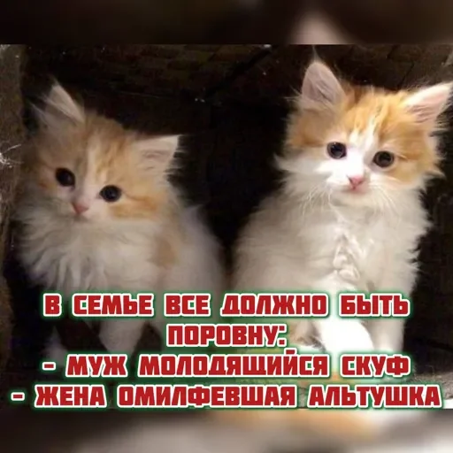 Стикер kittensandquotes2_by_TgEmojiBot - 1
