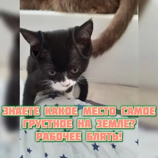 Sticker kittensandquotes2_by_TgEmojiBot - 1