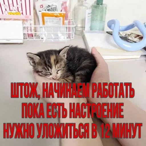 Sticker kittensandquotes2_by_TgEmojiBot - 1