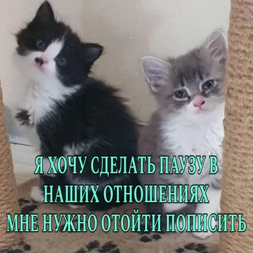 котята и мудрые мысли 2 @kittensandquotes - 