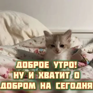 Sticker котята и мудрые мысли 2 @kittensandquotes - 9