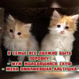 Sticker котята и мудрые мысли 2 @kittensandquotes - 7