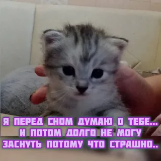 Sticker котята и мудрые мысли 2 @kittensandquotes - 8