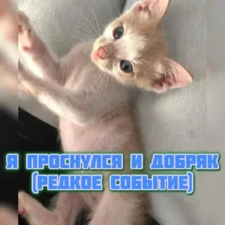 Sticker котята и мудрые мысли 2 @kittensandquotes - 5