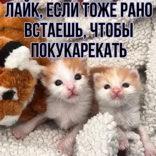 Sticker котята и мудрые мысли 2 @kittensandquotes - 10