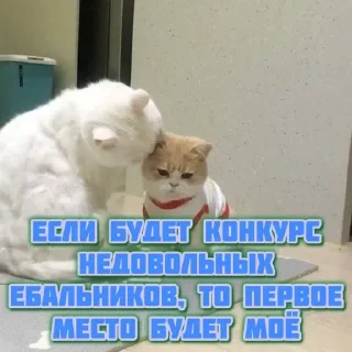 Sticker котята и мудрые мысли 2 @kittensandquotes - 11