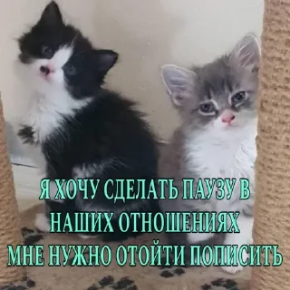 Sticker котята и мудрые мысли 2 @kittensandquotes - 1