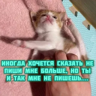 Sticker котята и мудрые мысли 2 @kittensandquotes - 4