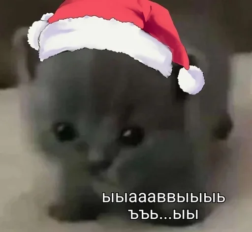 ⪩ ꒰ котёнки ꒱ ⪨ @svalkablin - 