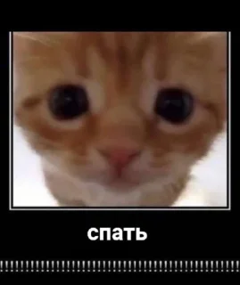 Sticker ⪩ ꒰ котёнки ꒱ ⪨ @svalkablin - 9