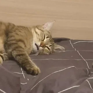 Sticker ⪩ ꒰ котёнки ꒱ ⪨ @svalkablin - 3