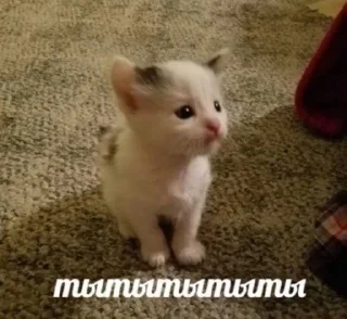 Sticker ⪩ ꒰ котёнки ꒱ ⪨ @svalkablin - 11