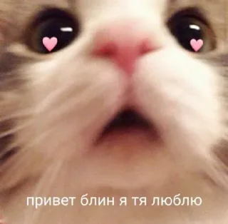 Sticker ⪩ ꒰ котёнки ꒱ ⪨ @svalkablin - 8