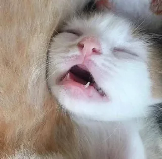 Sticker ⪩ ꒰ котёнки ꒱ ⪨ @svalkablin - 6