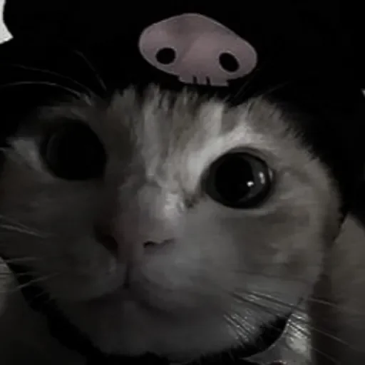 котики 💋 - животное