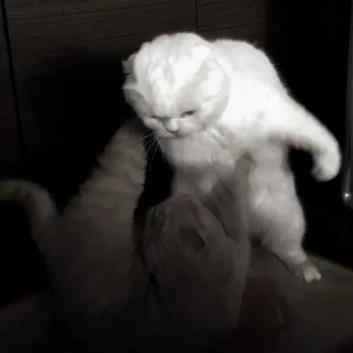 mammal animal small to medium-sized cats