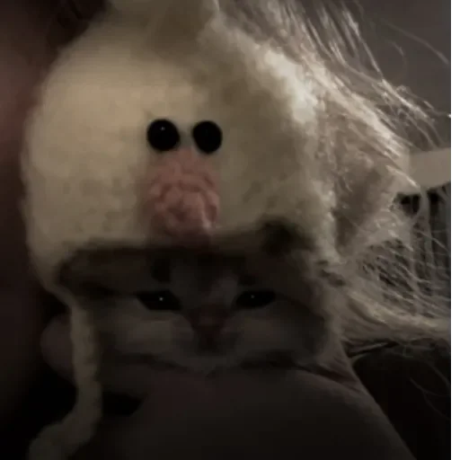 cat fur small to medium-sized cats