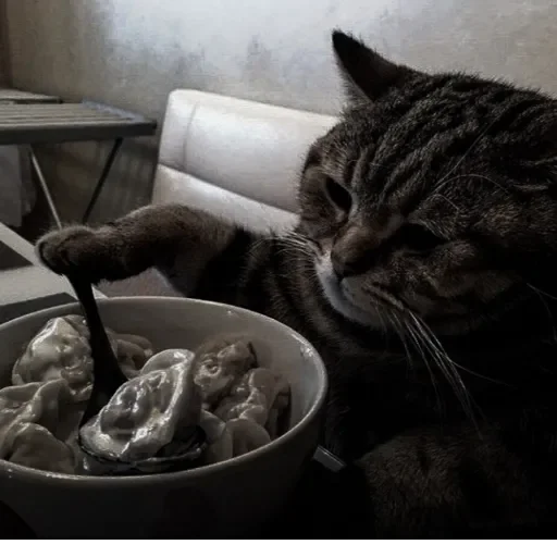 indoor small to medium-sized cats felidae