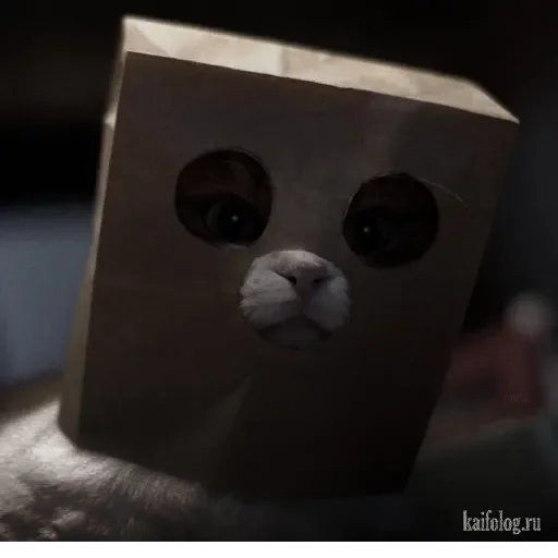 cat mammal screenshot