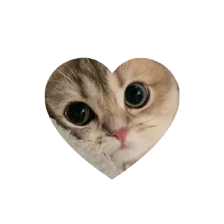 Sticker 💗kitties love 💗      @iamideas @iamstockroom @TgEmojis_bot - 7