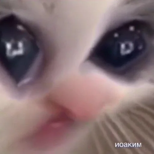 Sticker kit.lee - 10