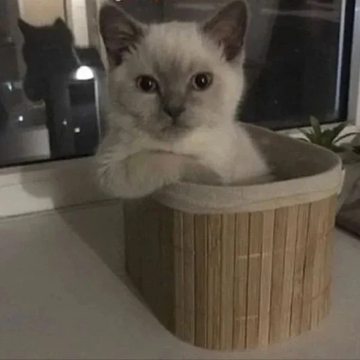 кошки малого и среднего размера комнатный кошачьи