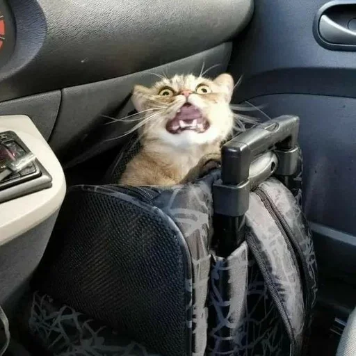 автомобиль кошка животное