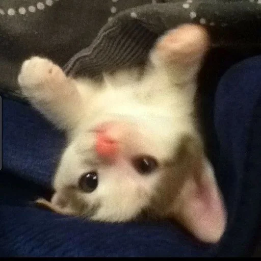 животное млекопитающее комнатный