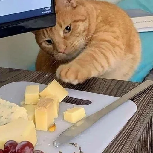 кошка комнатный молочный