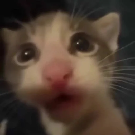 млекопитающее животное кошка