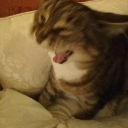 животное кошка млекопитающее