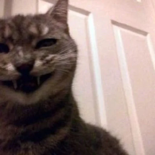 кошка млекопитающее животное