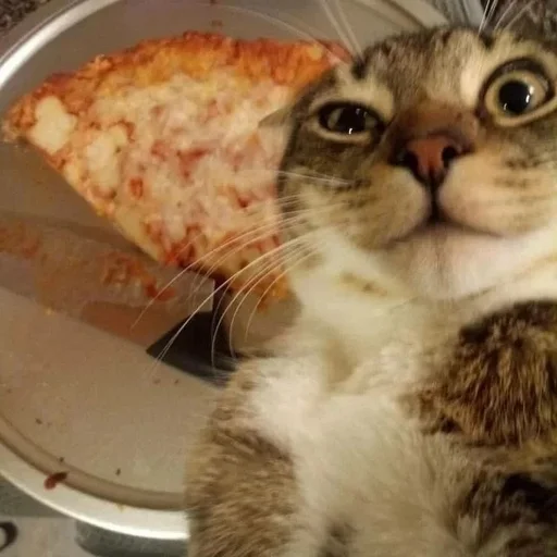 кошка кошки малого и среднего размера комнатный