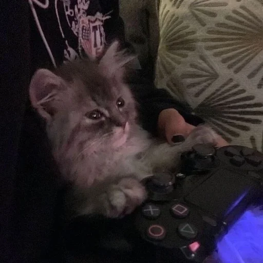 животное комнатный кошки малого и среднего размера