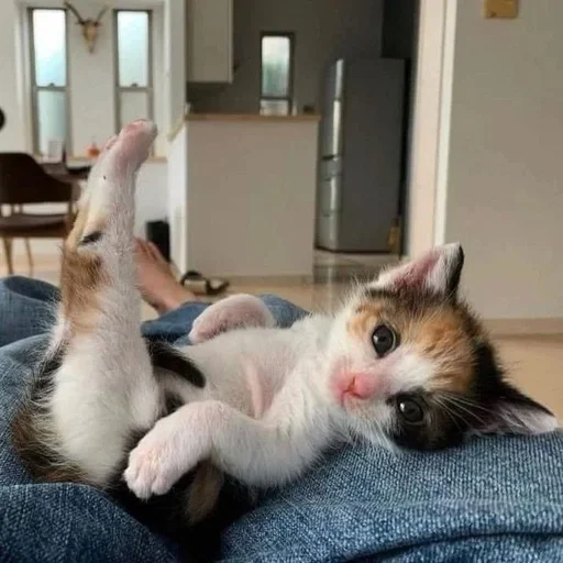 indoor animal mammal