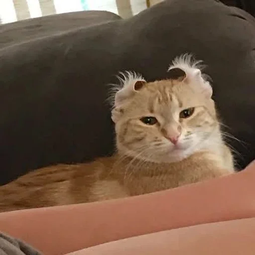 кошка животное млекопитающее