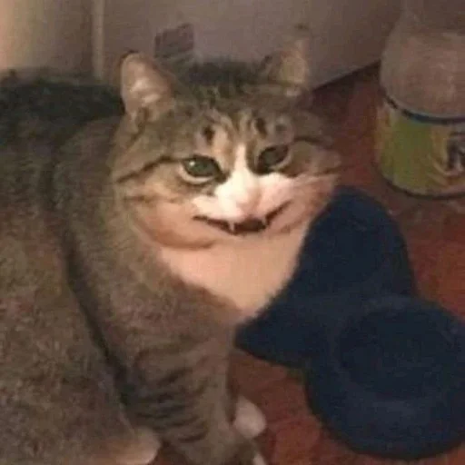 кошка млекопитающее животное