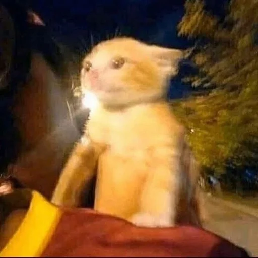 mammal animal domestic cat