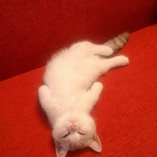 animal mammal small to medium-sized cats