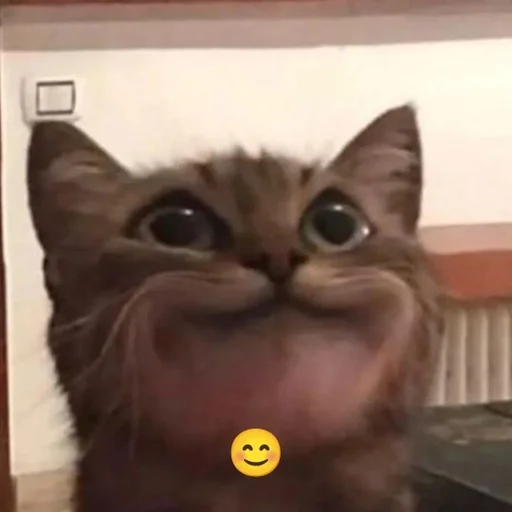 cat animal domestic cat