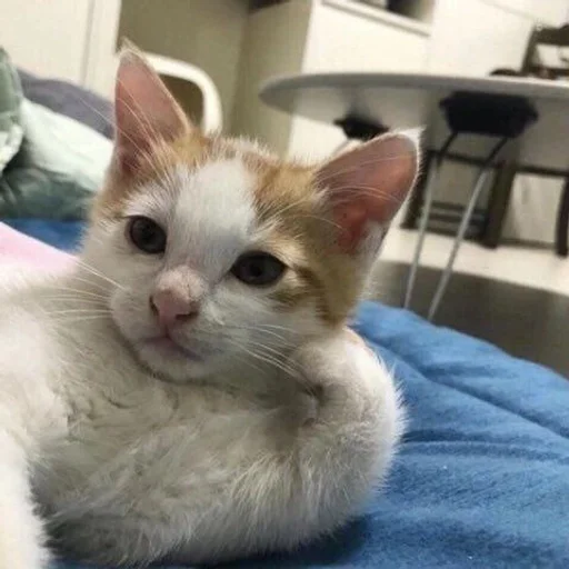 animal mammal domestic cat