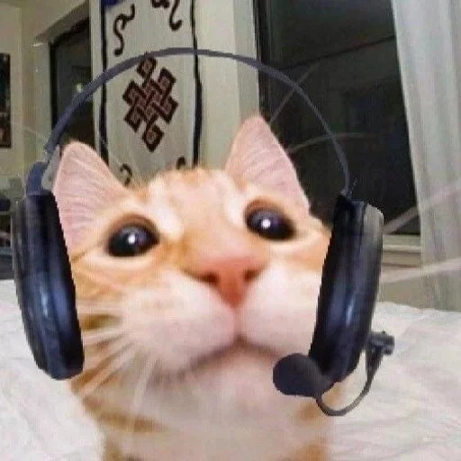 cat headphones indoor