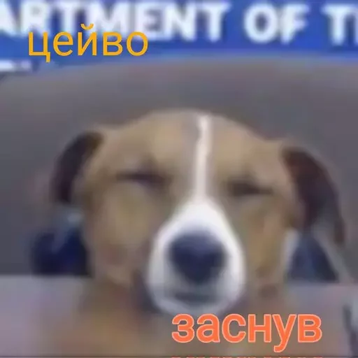 Sticker kittumamymav? - 4