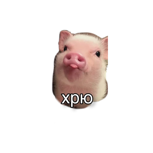 животное млекопитающее свинья